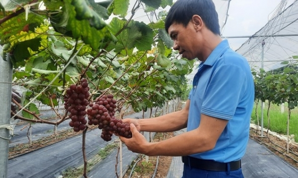 The first model of growing Ha Den grapes in combination with tourism in Dong Trieu
